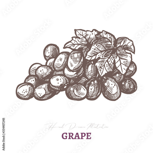 Vector sketch of wine grape brunch with leaf. Fresh juicy ripe berry fruit. Hand drawn etching engraved illustration