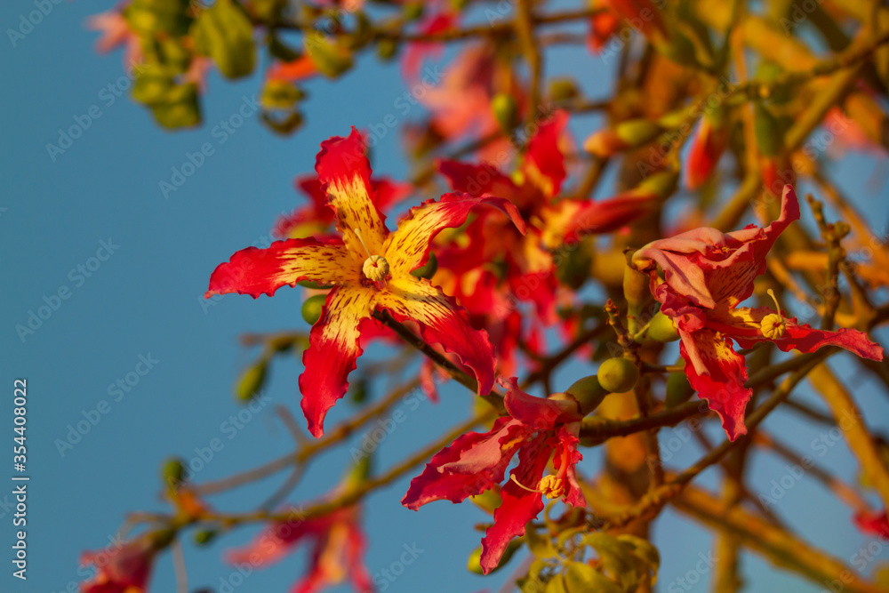 Bauhinia red flowers on a background of blue sky on a sunny day Bauhinia red flowers on a background of blue sky on a sunny day