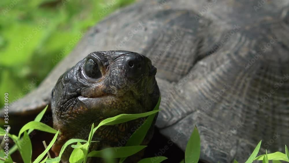 Extreme closeup of an endangered wood turtle looking directly at the camera. Extreme closeup of an endangered wood turtle looking directly at the camera.