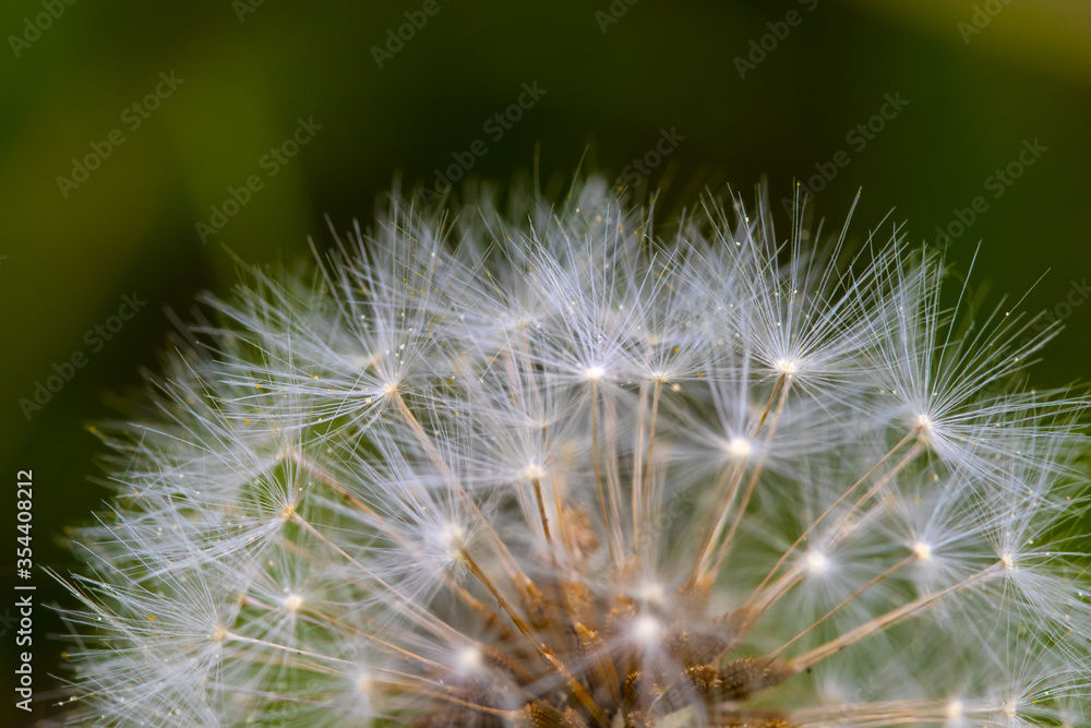 Fototapeta premium dandelion seeds on green background