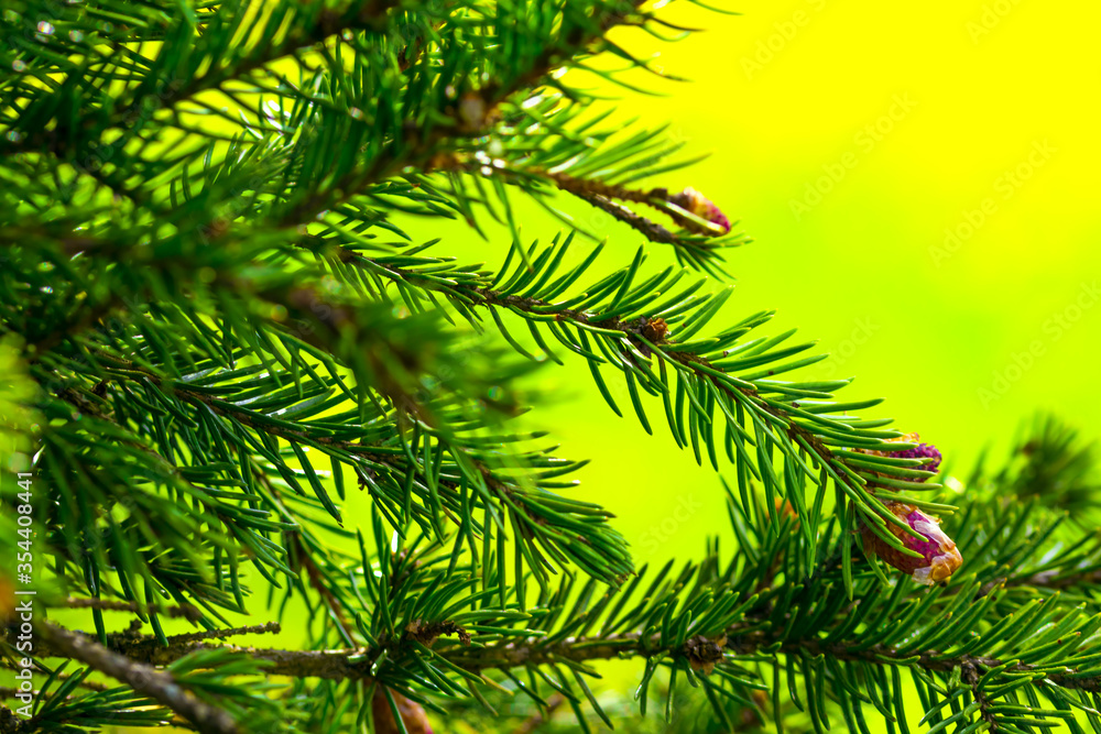 green pine needles green pine needles
