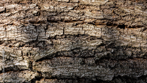 detail and texture of the brown bark of a tree.
