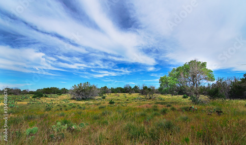 Landscape lush desert with cacti and trees atop a bright blue sky in mid day with wispy white clouds in Texas state park.