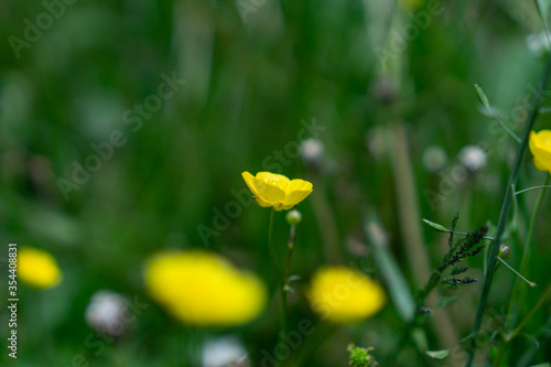 Beautiful yellow flowers in the garden, macro photography