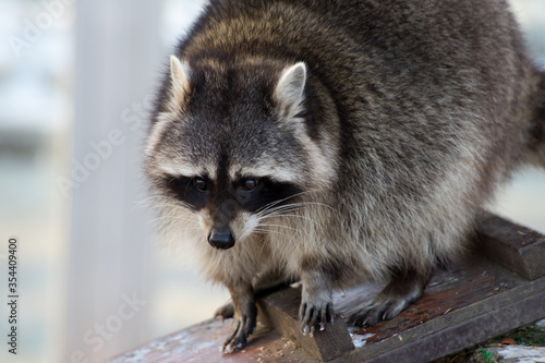 Raccoon (lat. Procyon lotor) close-up portrait