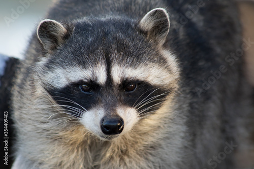 Raccoon (lat. Procyon lotor) close-up portrait