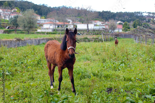 Little horse came to say hello to the photo. Is possible to see that it is happy surround by green grass in a small farm.