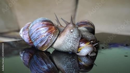 Achatina snail crawls on a mirror table