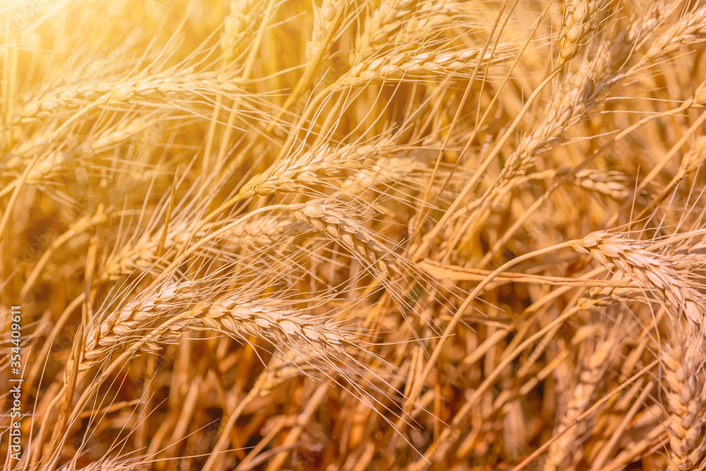 Ears of wheat under the sunlight of a departing day. The warmth of summer time. Harvesting.
