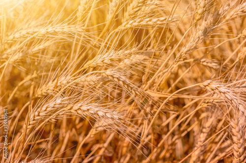 Ears of wheat under the sunlight of a departing day. The warmth of summer time. Harvesting.