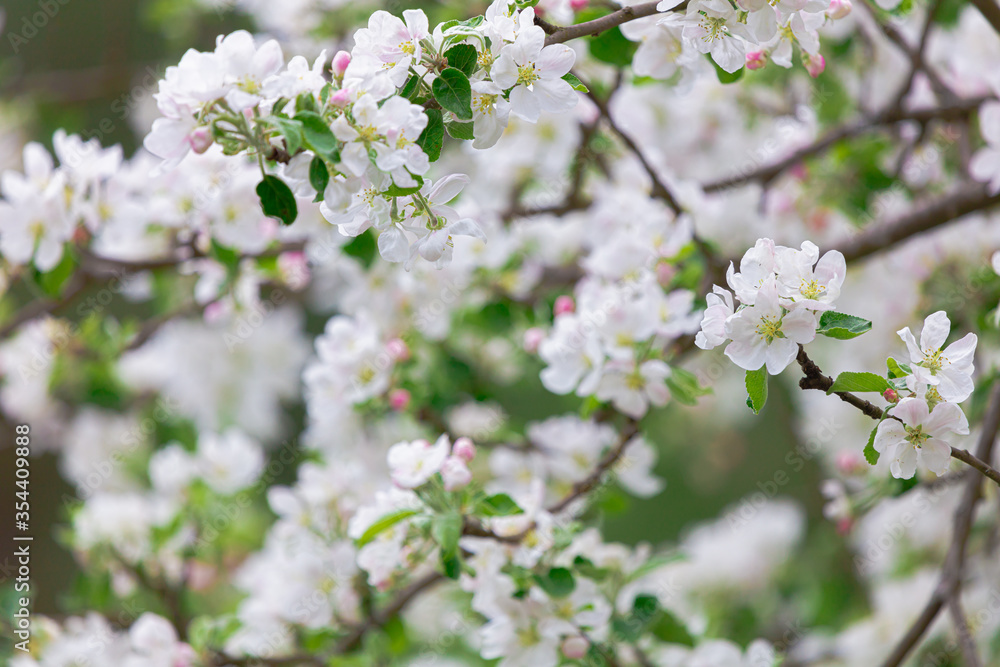 Abundantly blooming apple tree. Flowers of the apple tree. Cloudy spring day. Abundantly blooming apple tree. Flowers of the apple tree. Cloudy spring day.