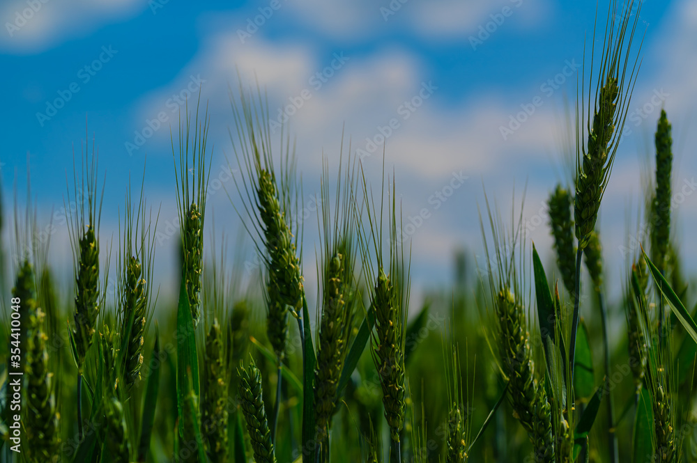 green corn flied with blue sky background green corn flied with blue sky background