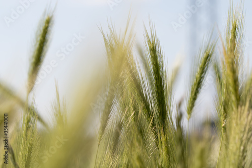 Green wheat ears in field 