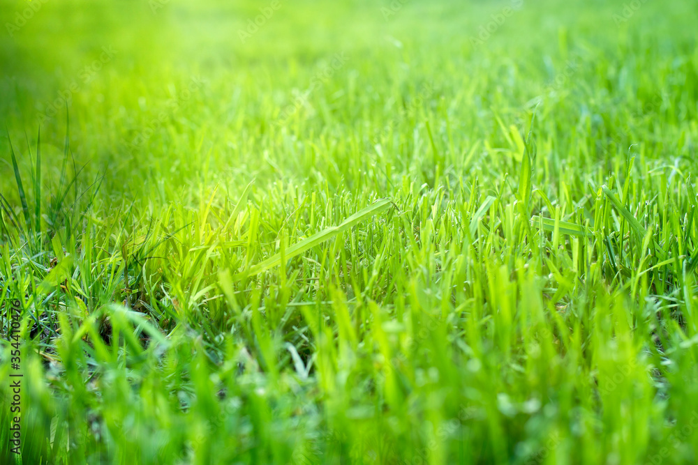Long fresh green grass texture background view of grass garden Ideal concept used for making green flooring, lawn for training football pitch, Long fresh green grass texture background view of grass garden Ideal concept used for making green flooring, lawn for training football pitch,