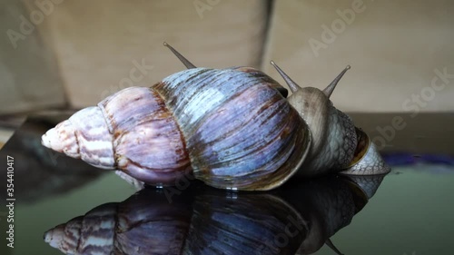 Achatina snail crawls on a mirror table