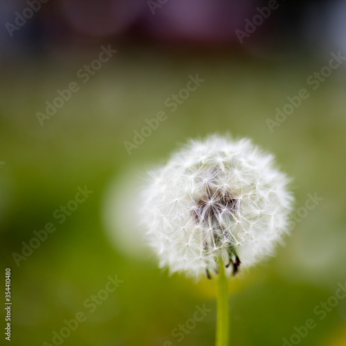 Dandelions field. Nature background. White dandelions with seeds on green lawn