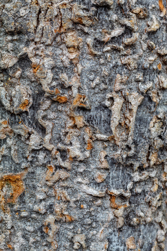 Tree Bark Texture Close Up © bojanzivkovic