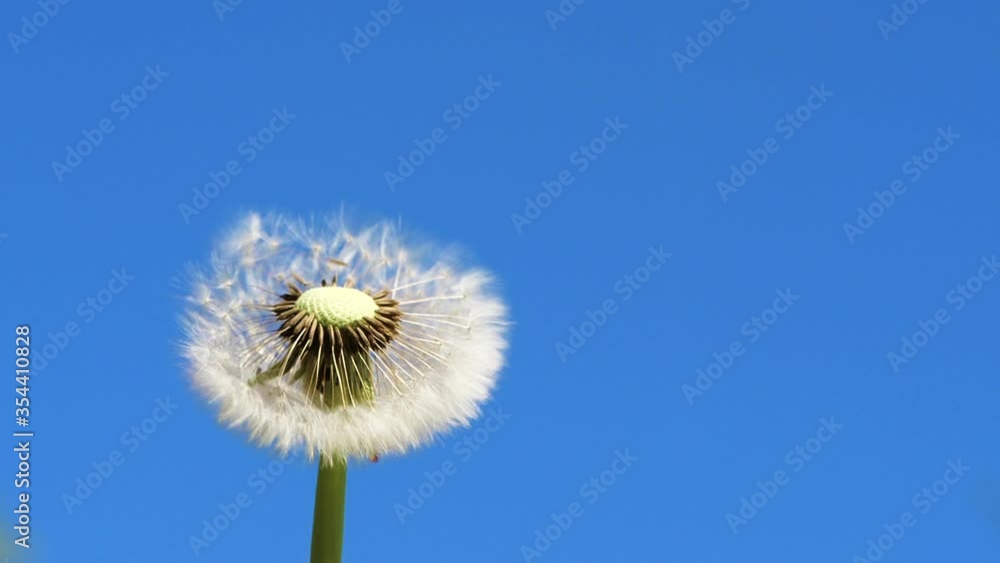 HD - White dandelion blossom. Fluffy seeds fly away. Slow-mo HD - White dandelion blossom. Fluffy seeds fly away. Slow-mo