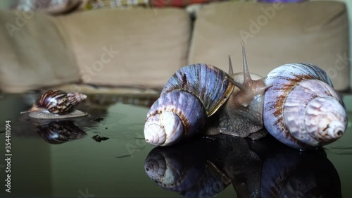Achatina snail crawls on a mirror table