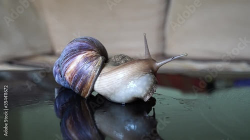 Achatina snail crawls on a mirror table