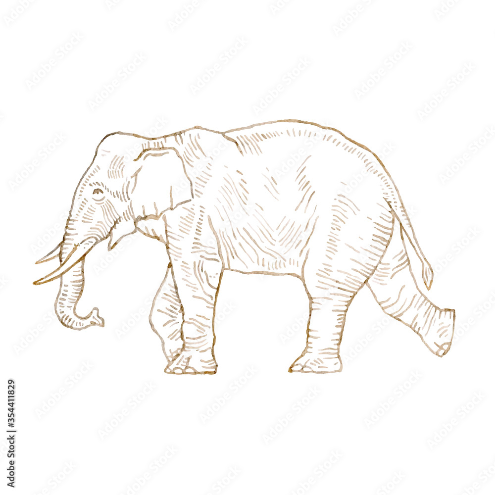 Hand drawing elephant