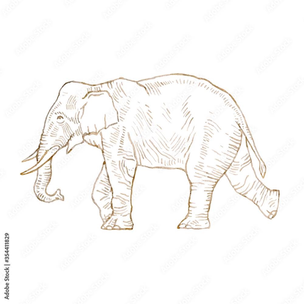 Fototapeta premium Hand drawing elephant