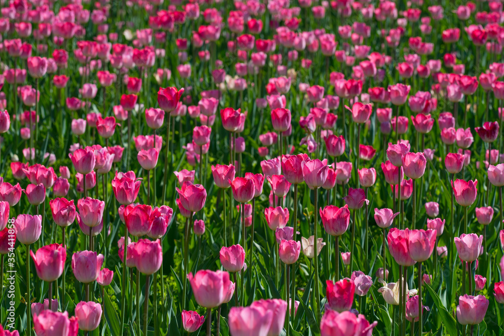 Field of pink tulips in spring on a sunny day. Selective focus, blurred background