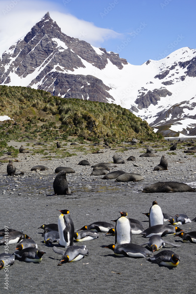 King penguins and fur seals sharing a beach on South Georgia