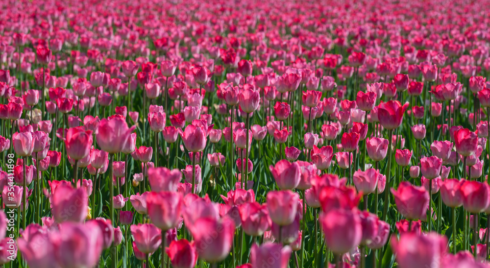 Field of pink tulips in spring on a sunny day. Selective focus, blurred background Field of pink tulips in spring on a sunny day. Selective focus, blurred background
