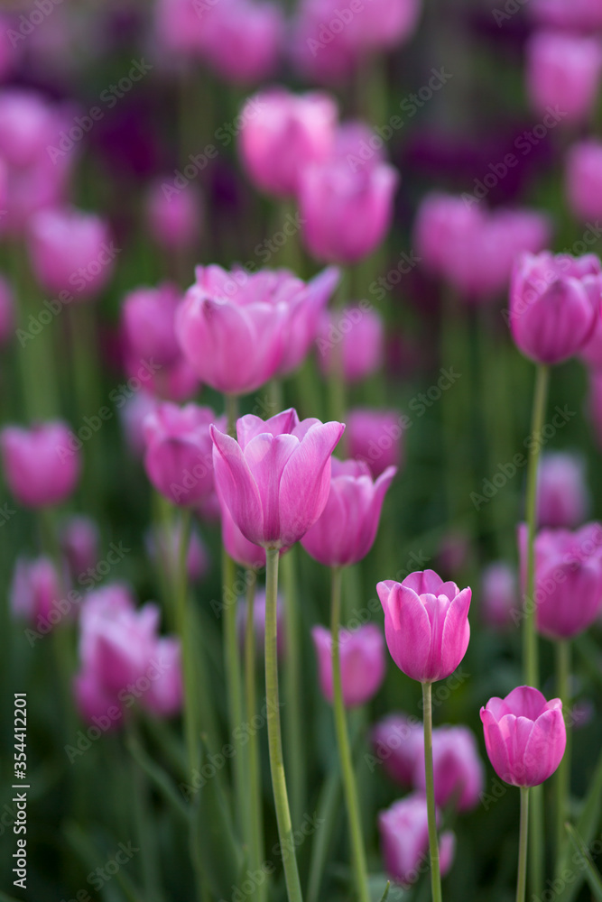 Field of pink tulips in spring on a sunny day. Selective focus, blurred background