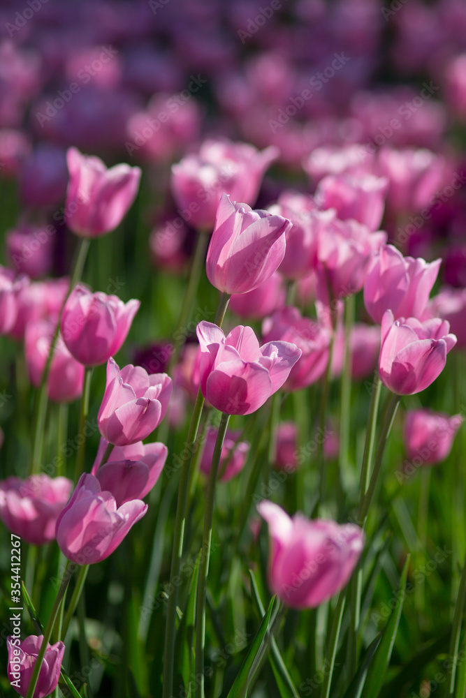 Field of pink tulips in spring on a sunny day. Selective focus, blurred background