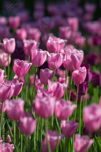 Field of pink tulips in spring on a sunny day. Selective focus  blurred background