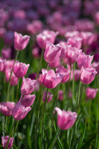 Field of pink tulips in spring on a sunny day. Selective focus  blurred background