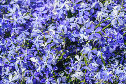 Summer floral background of blue phlox subulata.