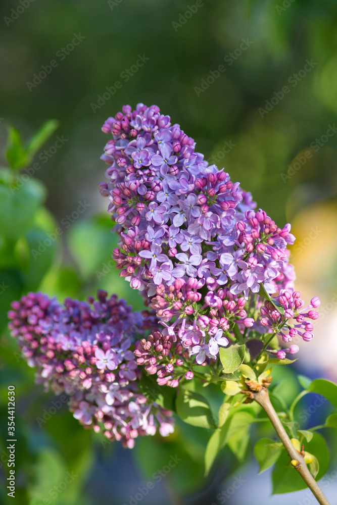 Fototapeta premium Blooming lilacs purple spring on a clear day. Selective focus