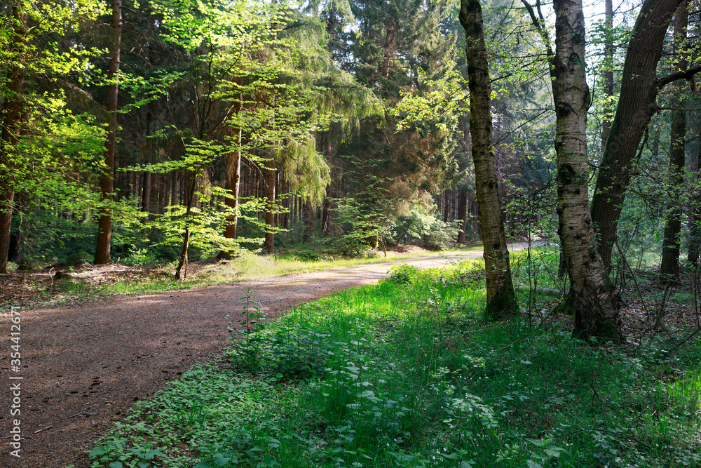 cozy path in forest in morning light cozy path in forest in morning light