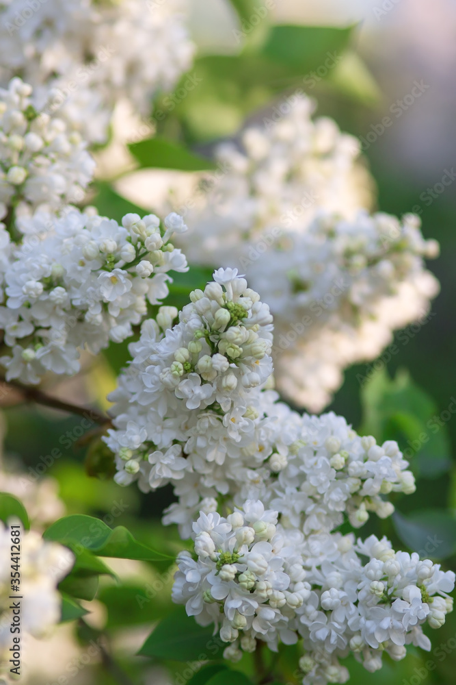 The branch of white lilac bright sunny day. Selective focus, blurred background The branch of white lilac bright sunny day. Selective focus, blurred background