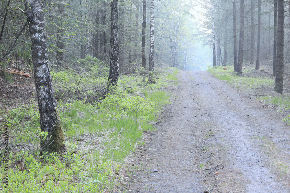 path in birch forest in fog