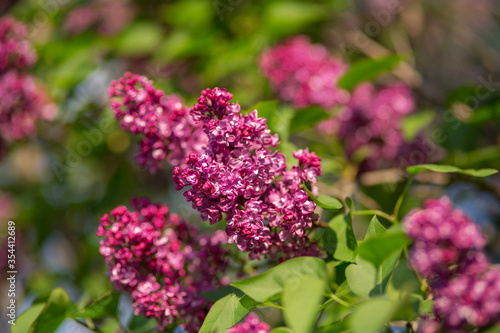 The branch of a purple lilac on a clear sunny day. Selective focus  blurred background