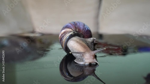 Achatina snail crawls on a mirror table
