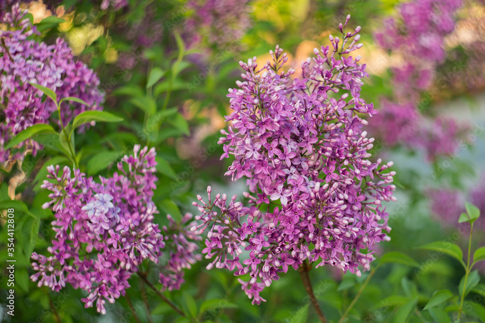 Obraz premium Beautiful blooming lilac. Selective soft focus, blurred background