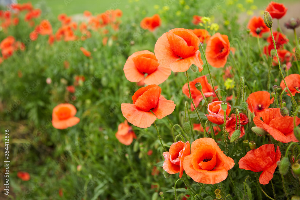 Naklejka premium a large field in the village with red blooming poppies and green leaves on a spring day in the sun. Delicate poppy petals flutter in the wind under the warm sun, horizontal photo