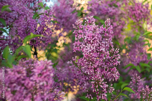 Beautiful blooming lilac. Selective soft focus  blurred background