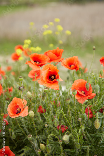 a large field in the village with red blooming poppies and green leaves on a spring day in the sun. Delicate poppy petals under the warm sun, vertical photo