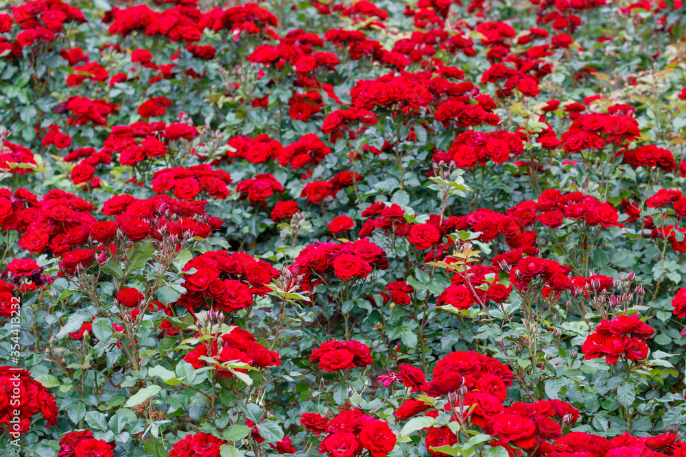Beautiful Red Roses in The Garden