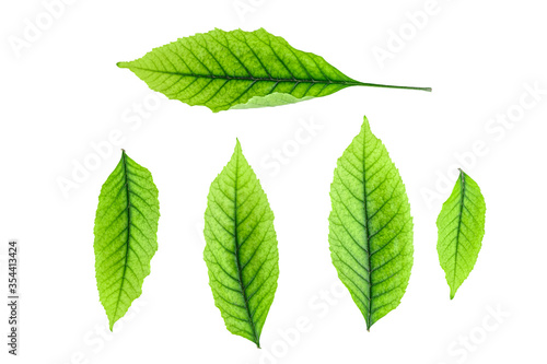set of five green leaves isolated on white background