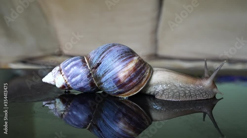Achatina snail crawls on a mirror table