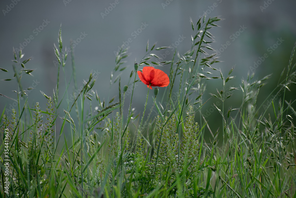 custom made wallpaper toronto digitalPoppy flower on the field. A poppy is a flowering plant in the subfamily Papaveroideae of the family Papaveraceae. Poppies are herbaceous plants, often grown for their colourful flowers.