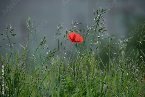 Wallpaper Mural Poppy flower on the field. A poppy is a flowering plant in the subfamily Papaveroideae of the family Papaveraceae. Poppies are herbaceous plants, often grown for their colourful flowers. Torontodigital.ca