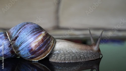 Achatina snail crawls on a mirror table